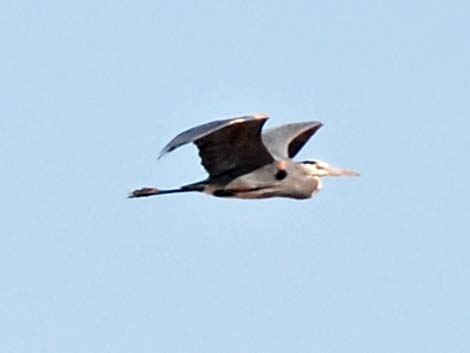 Great Blue Heron (Ardea herodias)