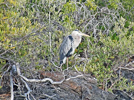 Great Blue Heron (Ardea herodias)