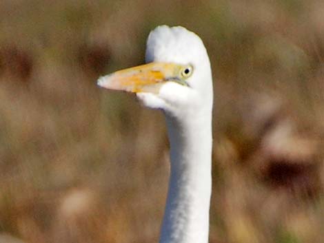 Great Egret