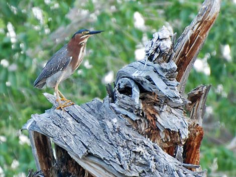 Green Heron (Butorides virescens)