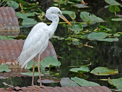 Great White Heron (Ardea herodias occidentalis)