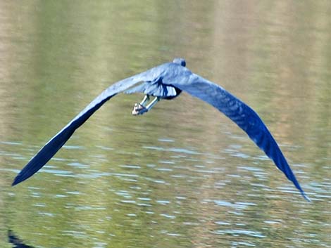 Little Blue Heron (Egretta caerulea)