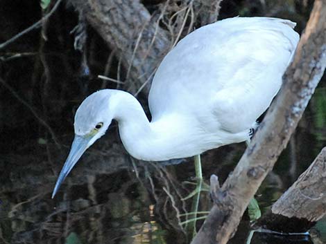 Little Blue Heron (Egretta caerulea)