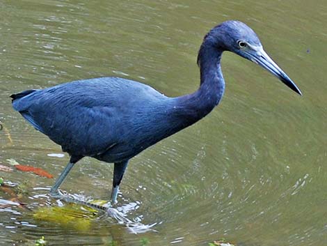 Little Blue Heron (Egretta caerulea)