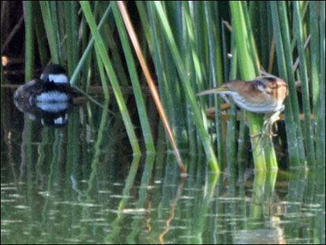 Least Bittern (Ixobrychus exilis)