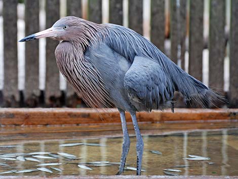 Reddish Egret (Egretta rufescens)