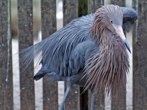 Reddish Egret (Egretta rufescens)