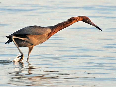 Reddish Egret (Egretta rufescens)