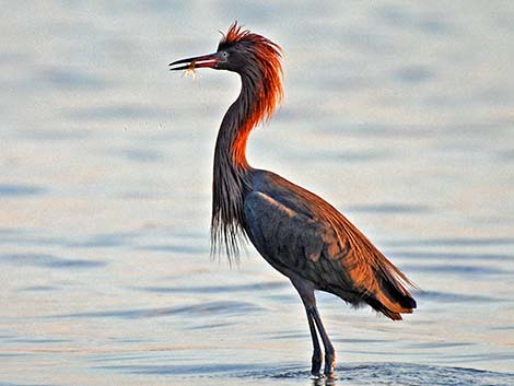 Reddish Egret (Egretta rufescens)