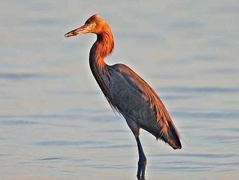 Reddish Egret (Egretta rufescens)