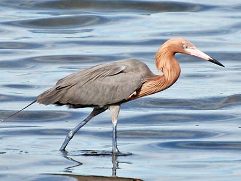 Reddish Egret (Egretta rufescens)