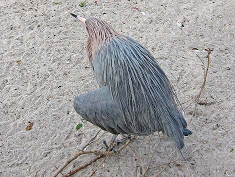 Reddish Egret (Egretta rufescens)