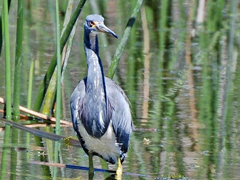 Tricolored Heron (Egretta tricolor)