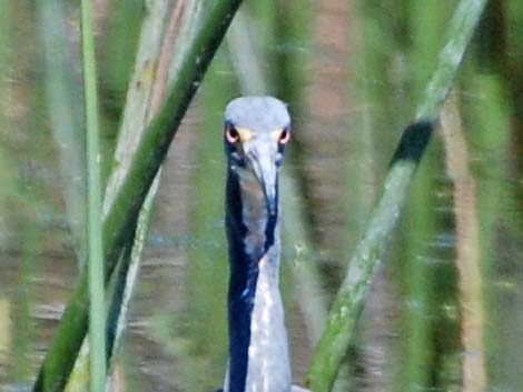 Tricolored Heron (Egretta tricolor)