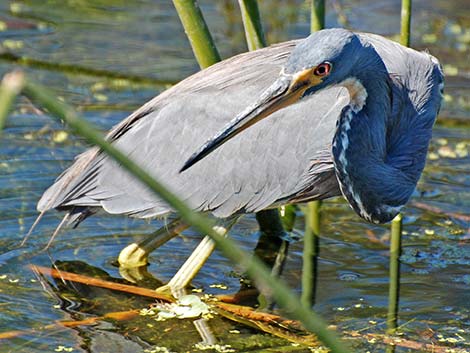 Tricolored Heron (Egretta tricolor)