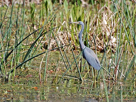 Tricolored Heron (Egretta tricolor)