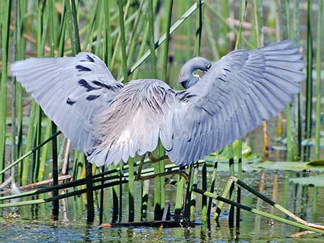 Tricolored Heron (Egretta tricolor)