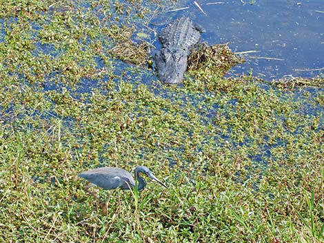 Tricolored Heron (Egretta tricolor)