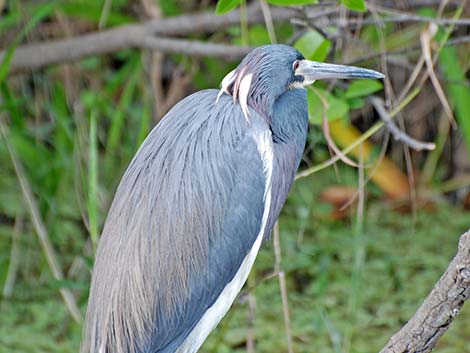 Tricolored Heron (Egretta tricolor)