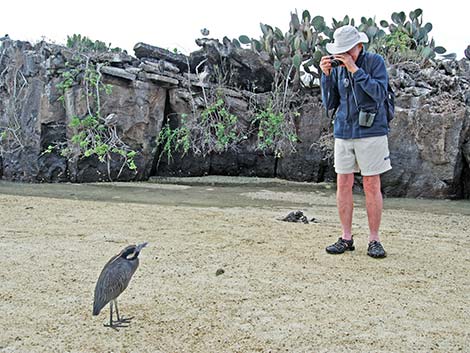 Yellow-crowned Night-Heron (Nyctanassa violacea)