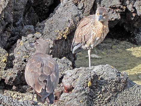 Yellow-crowned Night-Heron (Nyctanassa violacea)