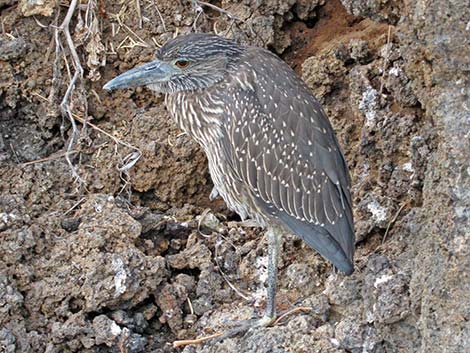 Yellow-crowned Night-Heron (Nyctanassa violacea)