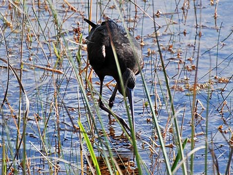 Glossy Ibis (Plegadis falcinellus)