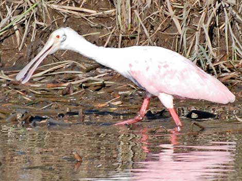 Roseate Spoonbill (Platalea ajaja)