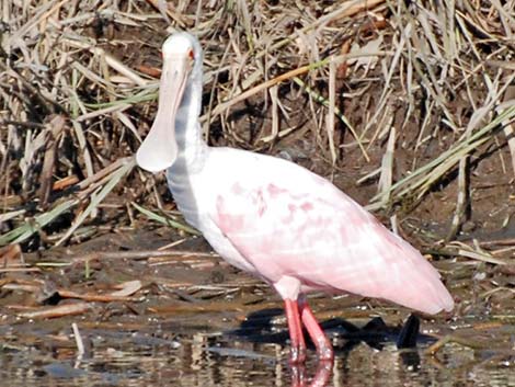 Roseate Spoonbill (Platalea ajaja)