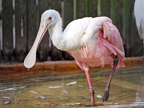 Roseate Spoonbill (Platalea ajaja)