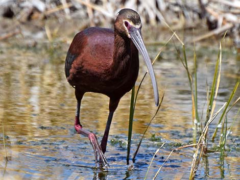 White-faced Ibis (Plegadis chihi)