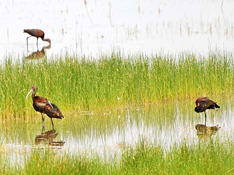 White-faced Ibis (Plegadis chihi)