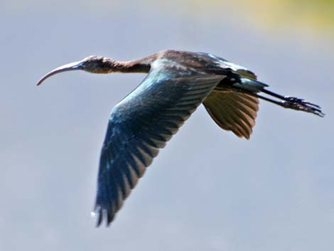 White-faced Ibis (Plegadis chihi)