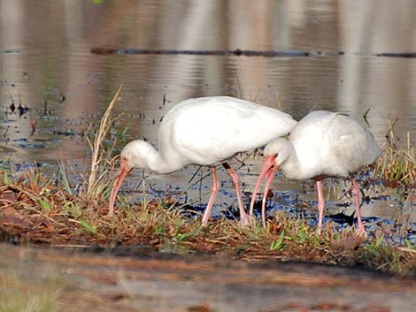 White Ibis (Eudocimus albus)