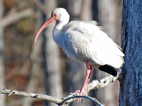 White Ibis (Eudocimus albus)