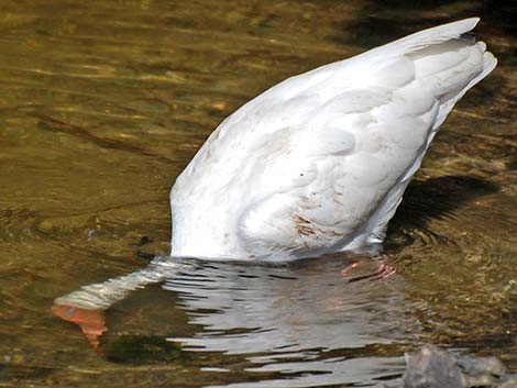 White Ibis (Eudocimus albus)