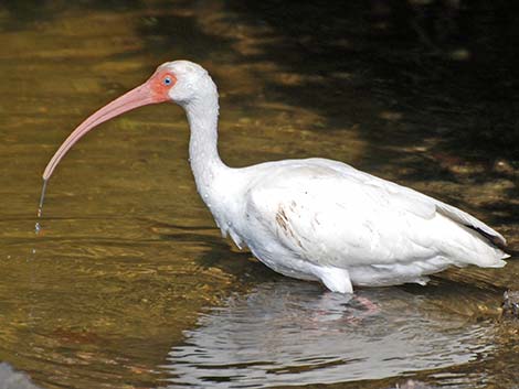 White Ibis (Eudocimus albus)