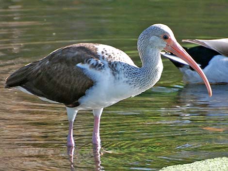 White Ibis (Eudocimus albus)