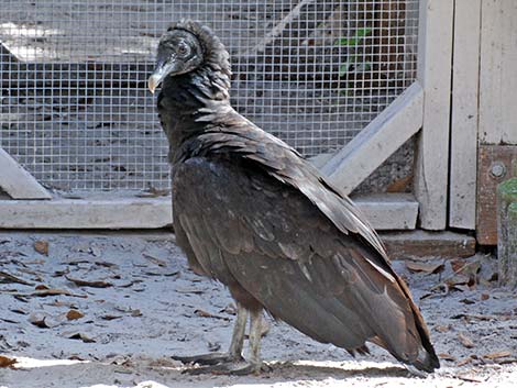 Black Vulture (Coragyps atratus)