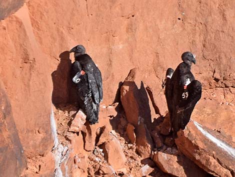 California Condor (Gymnogyps californianus)