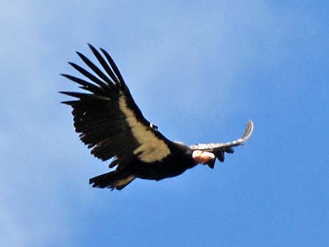 California Condors (Gymnogyps californianus)