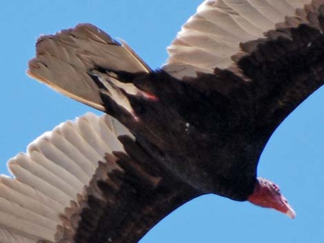 Turkey Vulture (Cathartes aura)