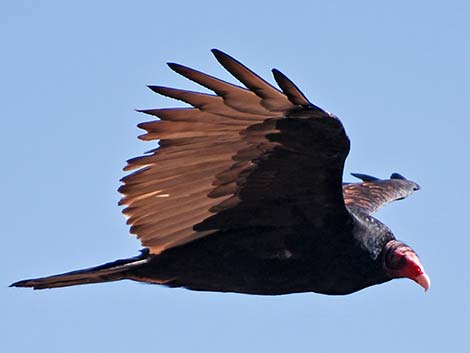 Turkey Vulture (Cathartes aura)