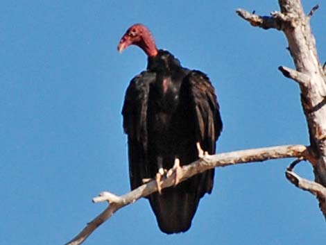 Turkey Vulture (Cathartes aura)