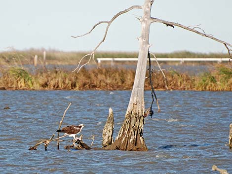 Osprey (Pandion haliaetus)