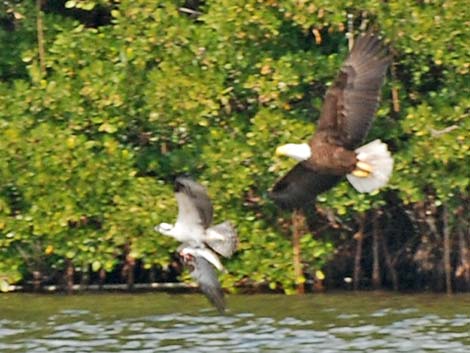 Bald Eagle (Haliaeetus leucocephalus)