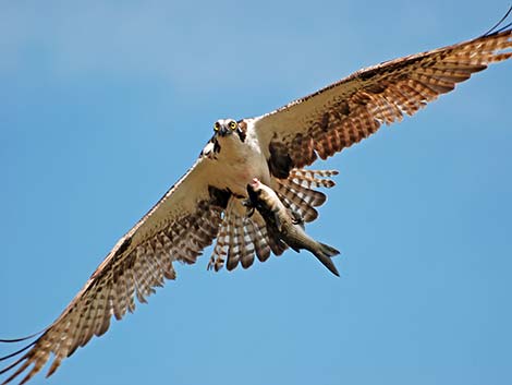 Osprey (Pandion haliaetus)