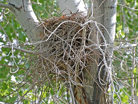 Cooper’s Hawk (Accipiter cooperii)