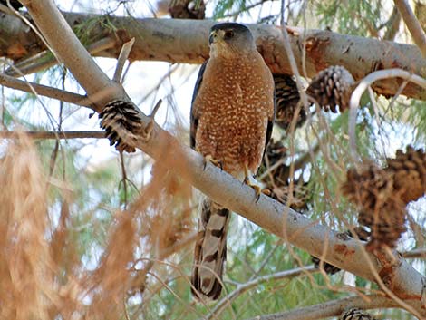 Cooper’s Hawk (Accipiter cooperii)