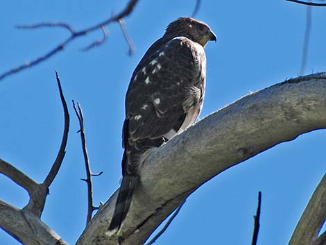 Cooper’s Hawk (Accipiter cooperii)